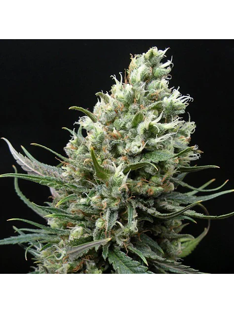 Ripper Haze Fem X3-Ripper Seeds 2