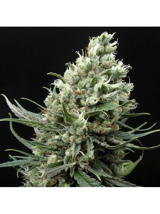 RIPPER HAZE FEM X3-RIPPER SEEDS 2