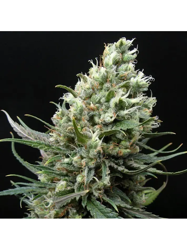 Ripper Haze Fem X3-Ripper Seeds 2