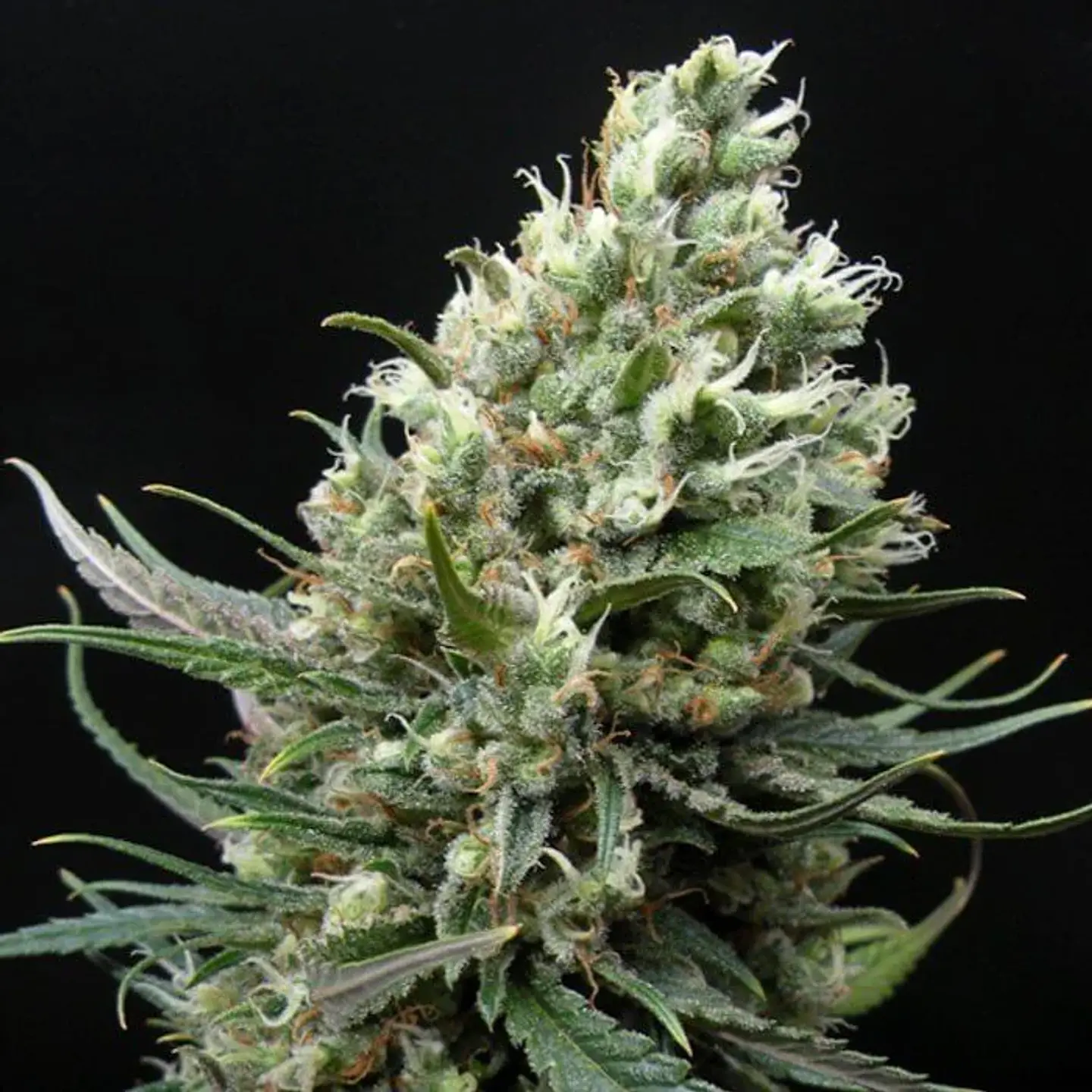 Ripper Haze Fem X3-Ripper Seeds 2