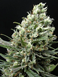 RIPPER HAZE FEM X3-RIPPER SEEDS - Miniatura 2