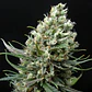 Ripper Haze Fem X3-Ripper Seeds - Miniatura 2