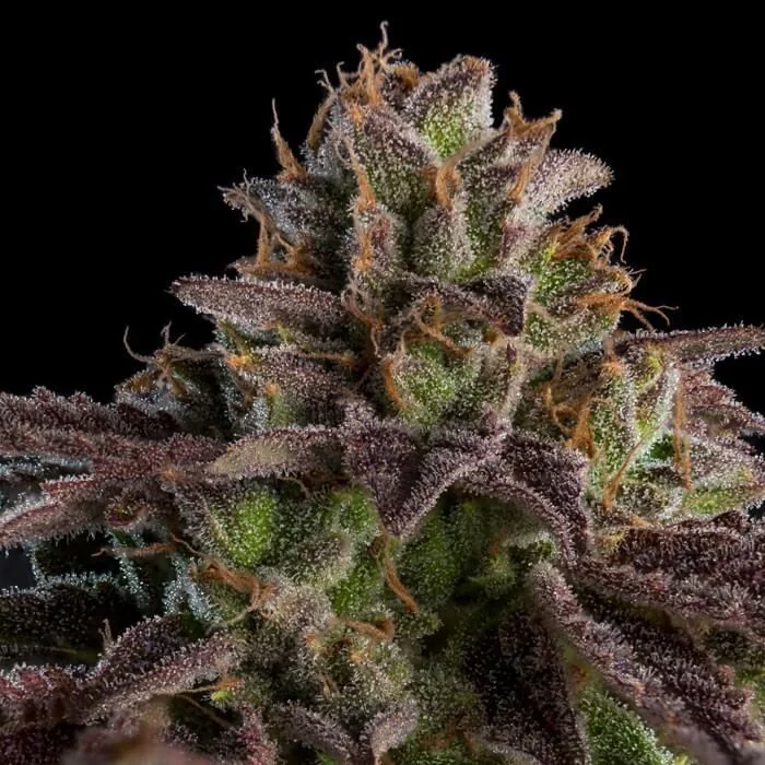 Kmintz Fem X3-Ripper Seeds 2