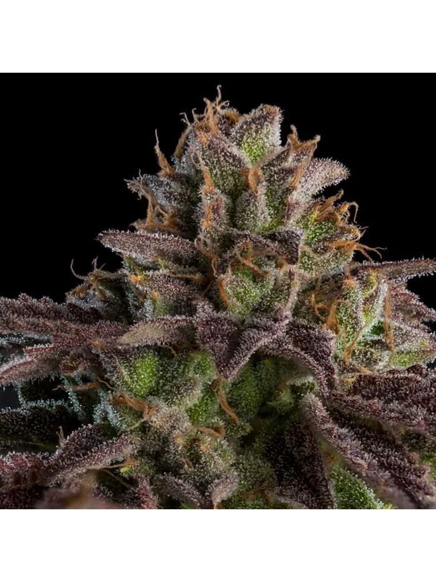 Kmintz Fem X3-Ripper Seeds 2