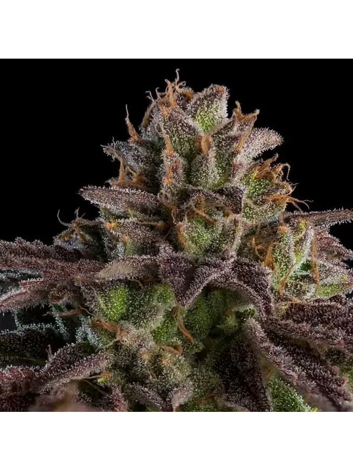 Kmintz Fem X3-Ripper Seeds 2
