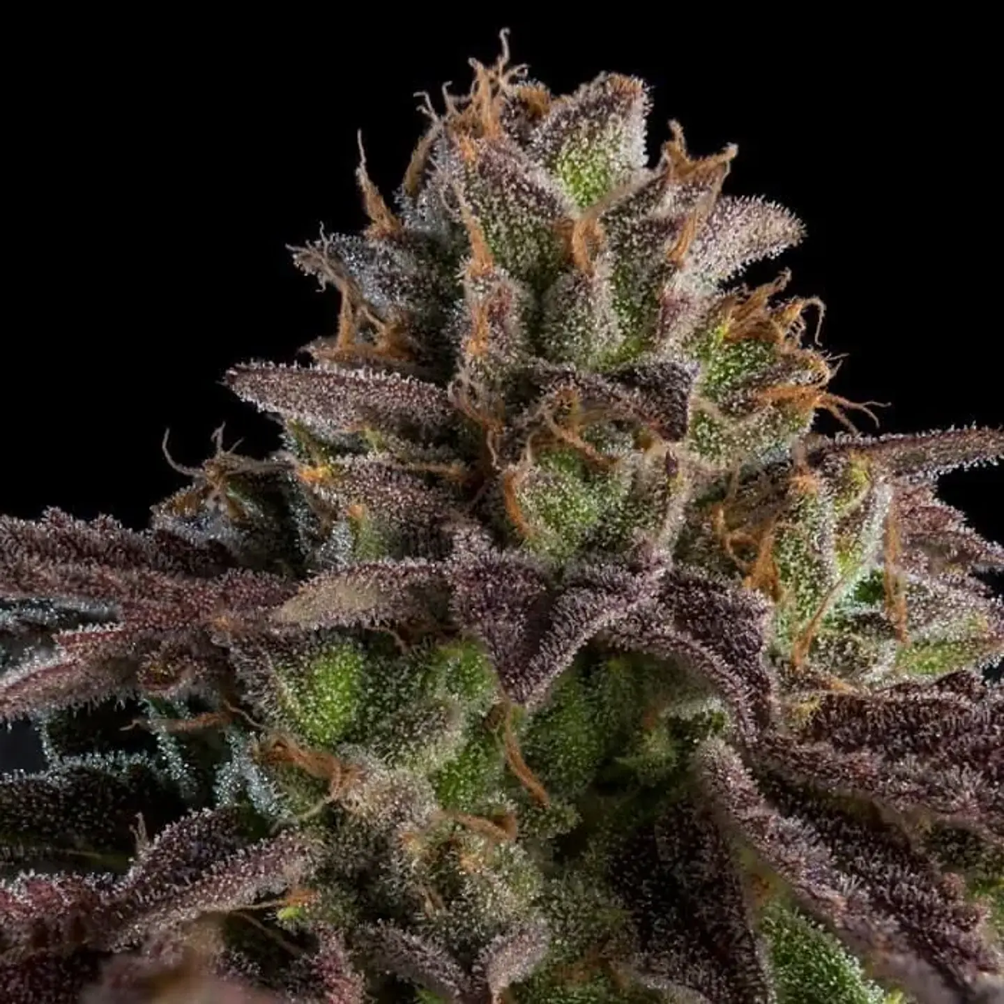 Kmintz Fem X3-Ripper Seeds 2