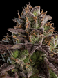 KMINTZ FEM X3-RIPPER SEEDS - Miniatura 2