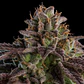 Kmintz Fem X3-Ripper Seeds - Miniatura 2