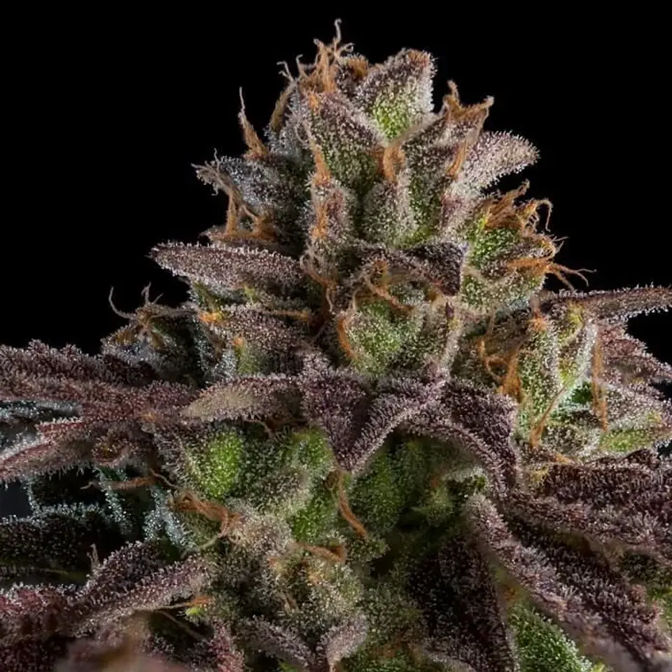 Kmintz Fem X3-Ripper Seeds 2