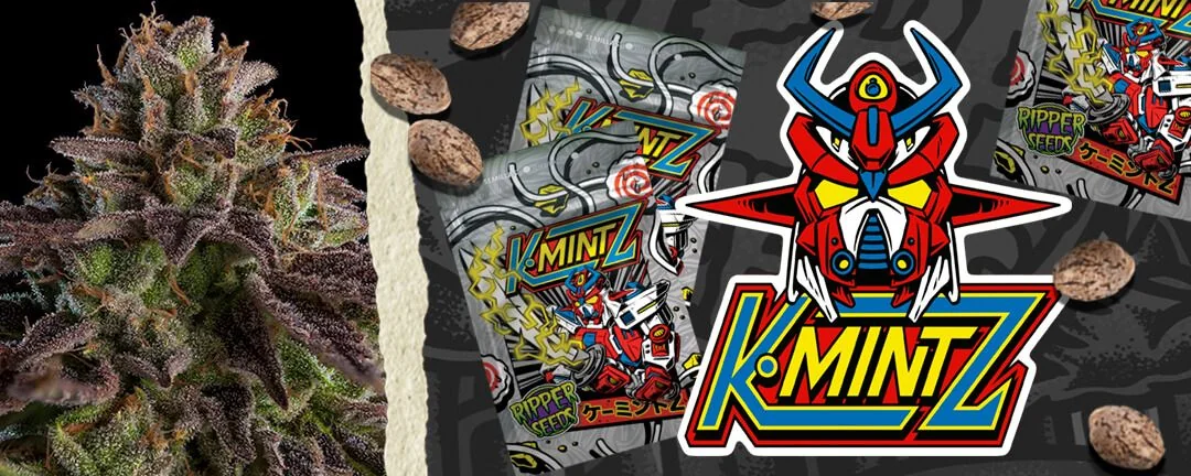 Kmintz Fem X3-Ripper Seeds 3