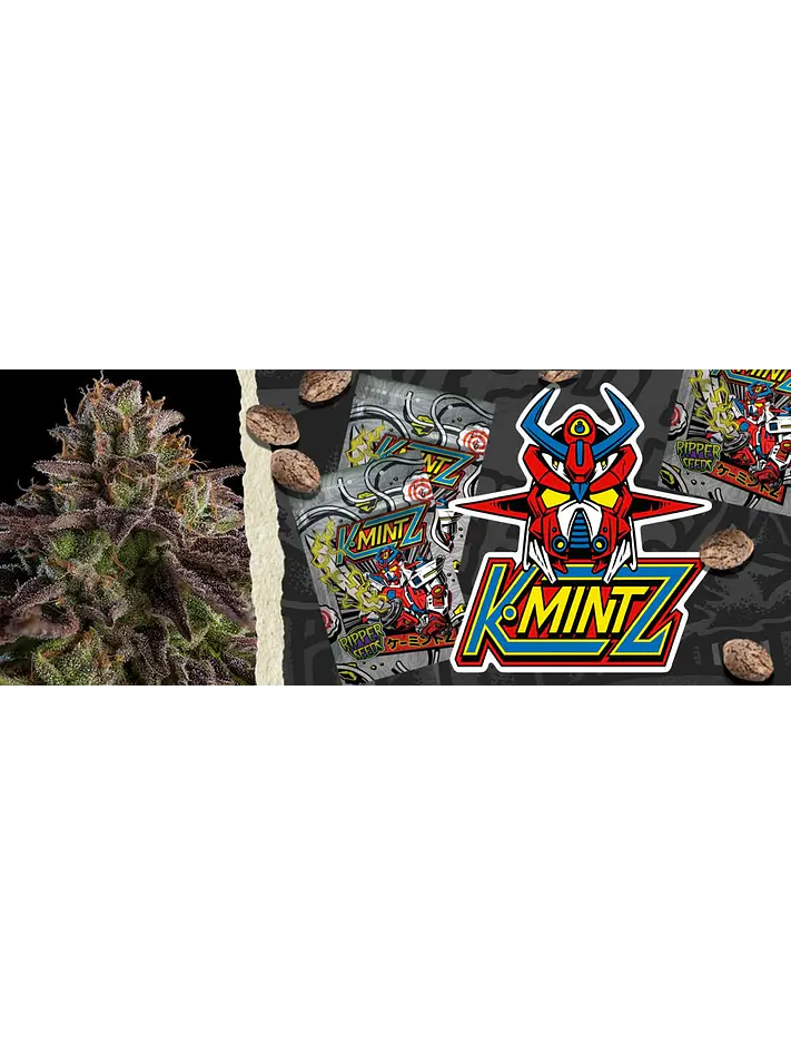 Kmintz Fem X3-Ripper Seeds 3