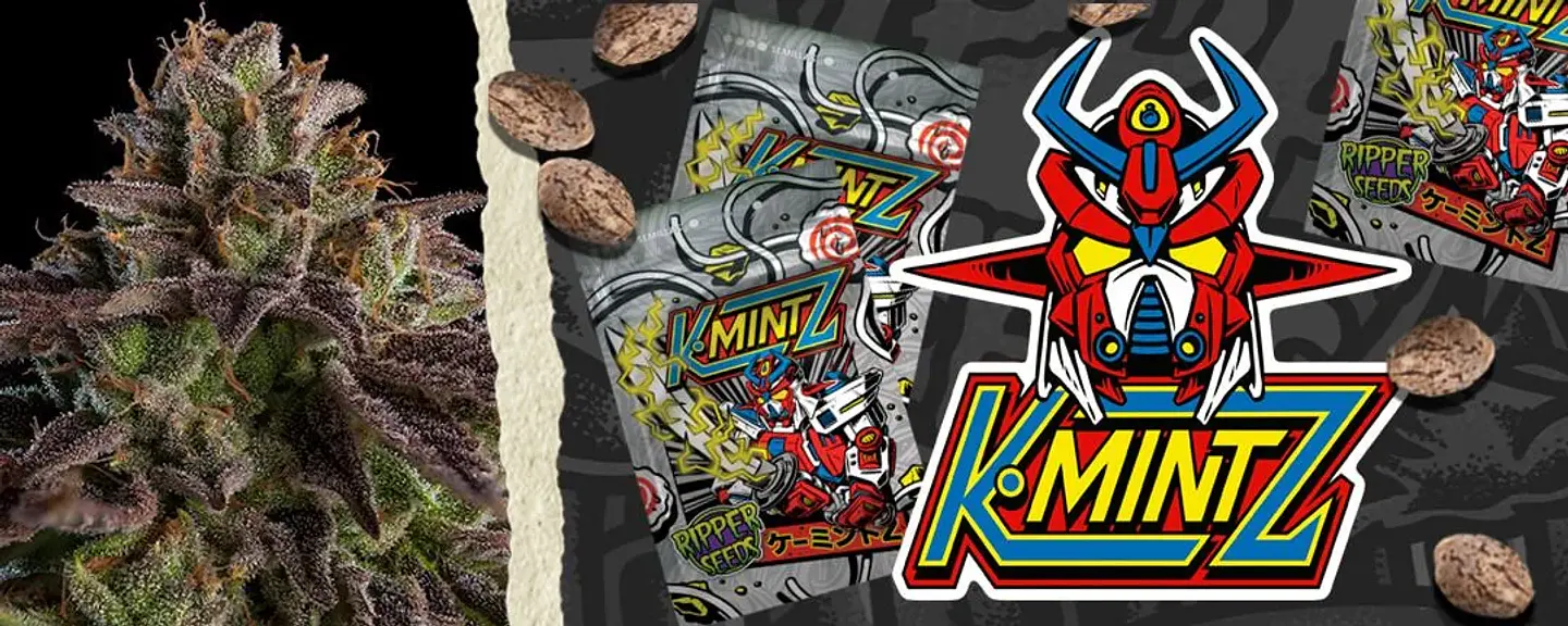 Kmintz Fem X3-Ripper Seeds 3
