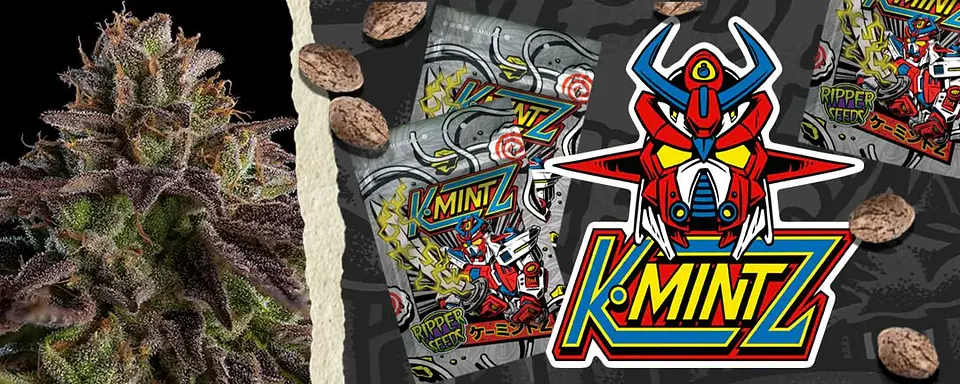 Kmintz Fem X3-Ripper Seeds 3