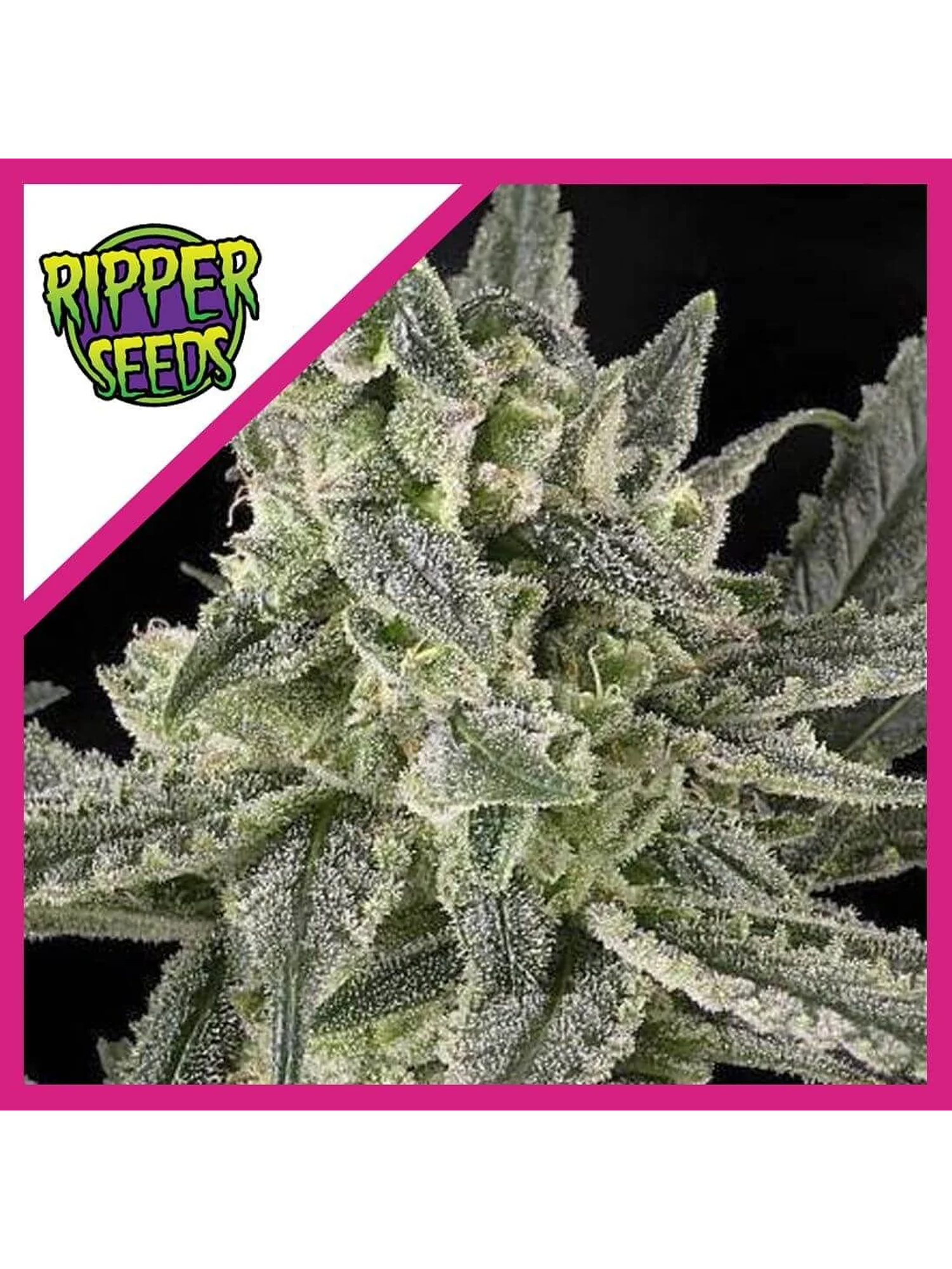 Old School Fem X3-Ripper Seeds 1