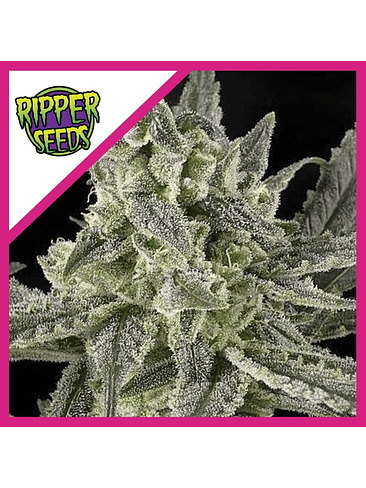 OLD SCHOOL FEM X3-RIPPER SEEDS 1