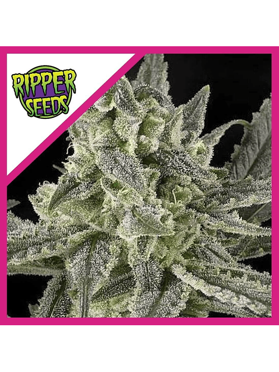 OLD SCHOOL FEM X3-RIPPER SEEDS 1