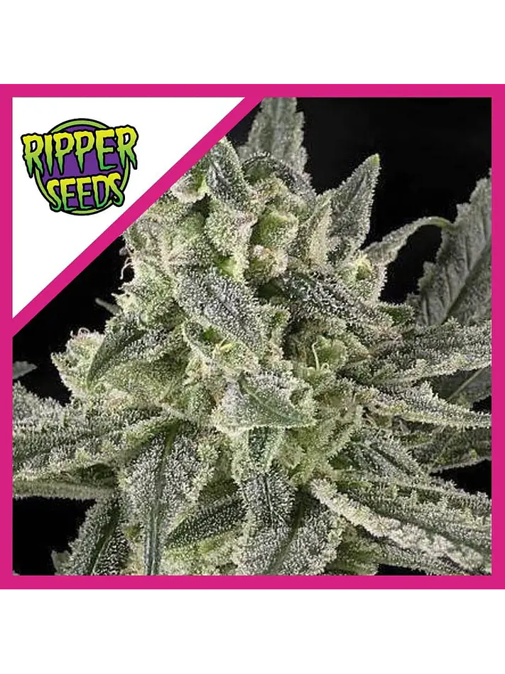 Old School Fem X3-Ripper Seeds 1