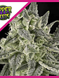 OLD SCHOOL FEM X3-RIPPER SEEDS - Miniatura 1
