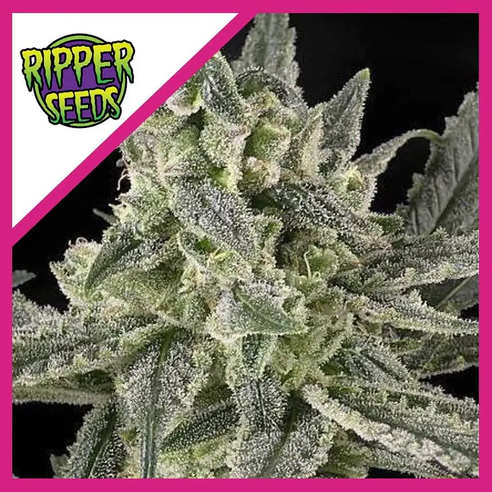 Old School Fem X3-Ripper Seeds 1