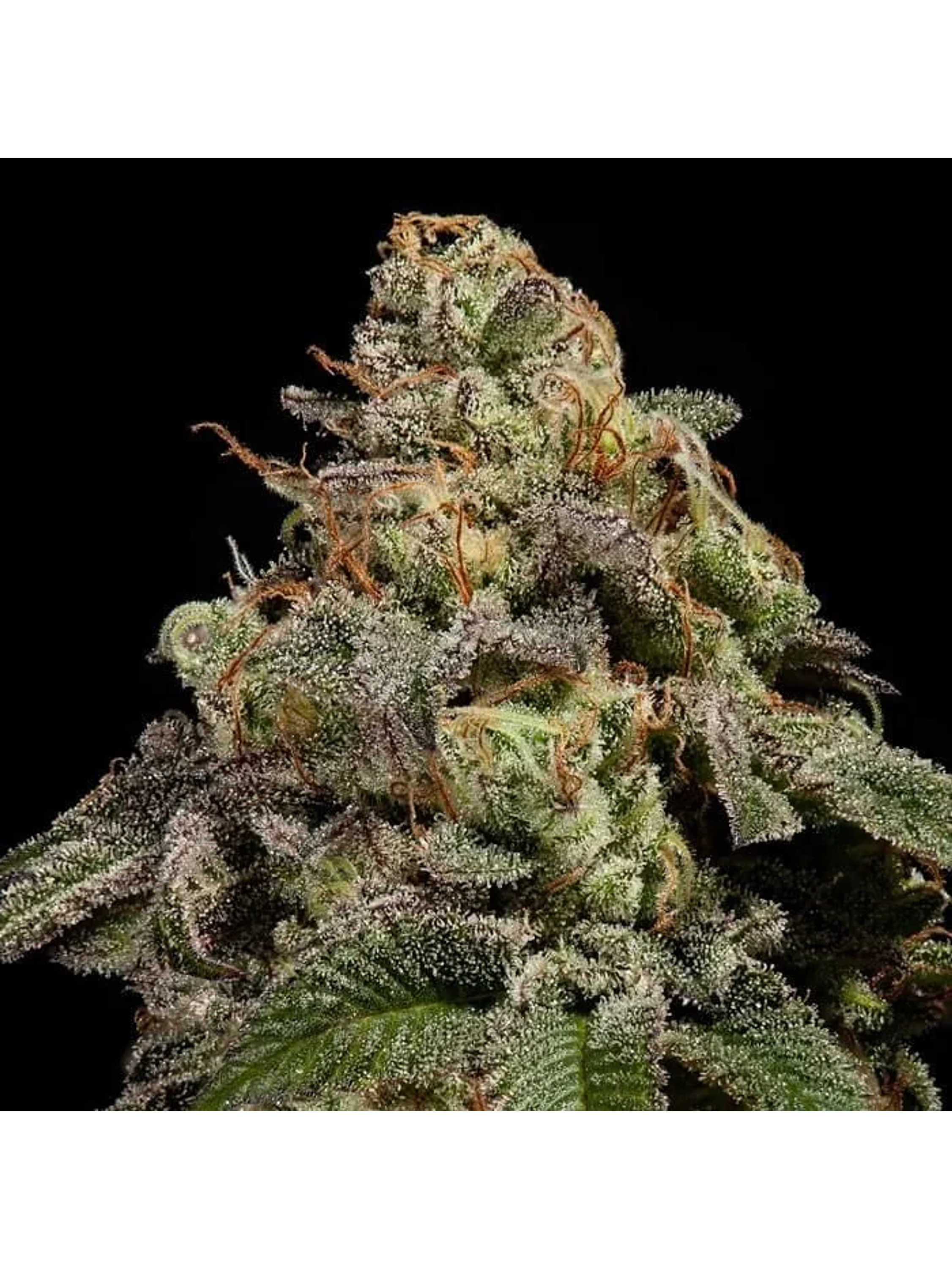 Old School Fem X3-Ripper Seeds 2