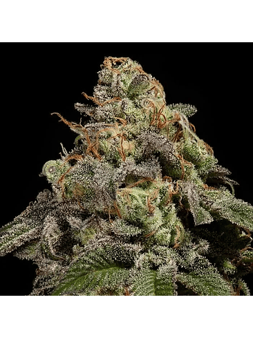 OLD SCHOOL FEM X3-RIPPER SEEDS 2