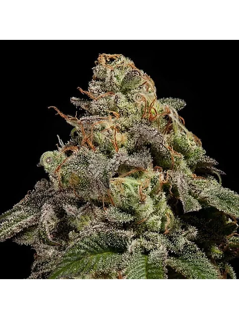 Old School Fem X3-Ripper Seeds 2