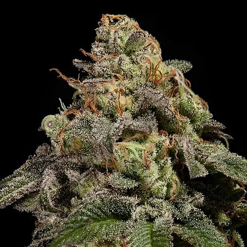 Old School Fem X3-Ripper Seeds