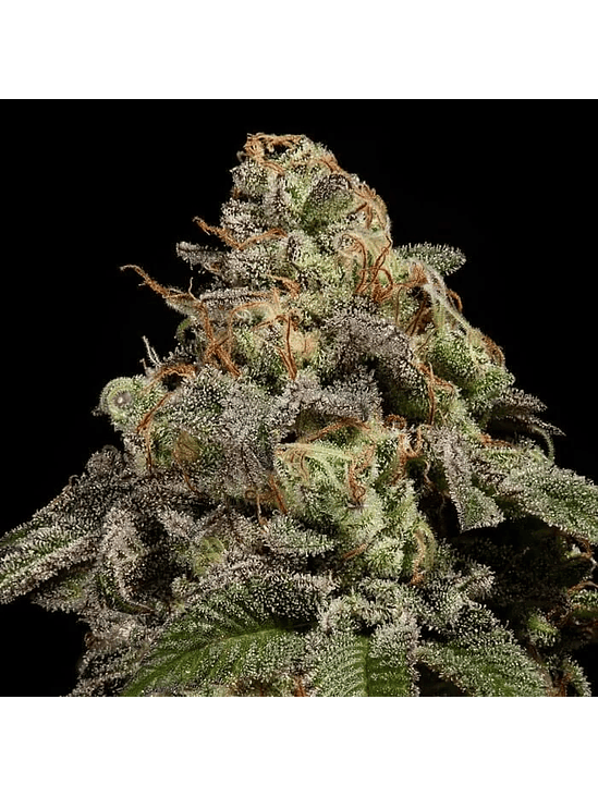 OLD SCHOOL FEM X3-RIPPER SEEDS 2