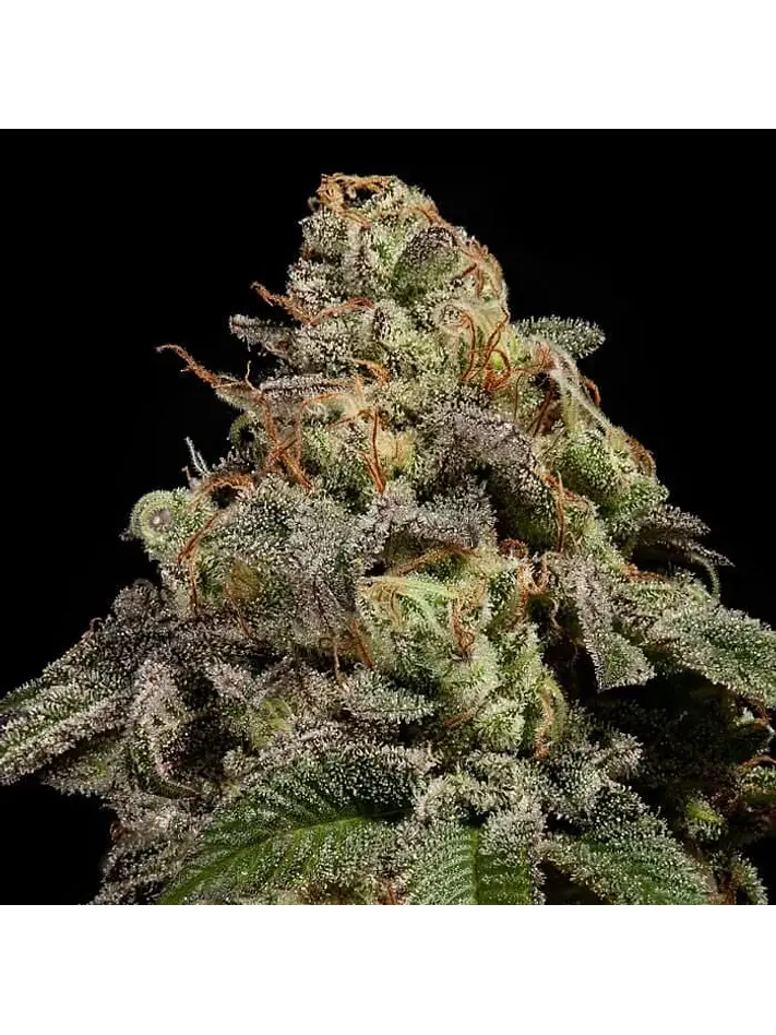 Old School Fem X3-Ripper Seeds 2