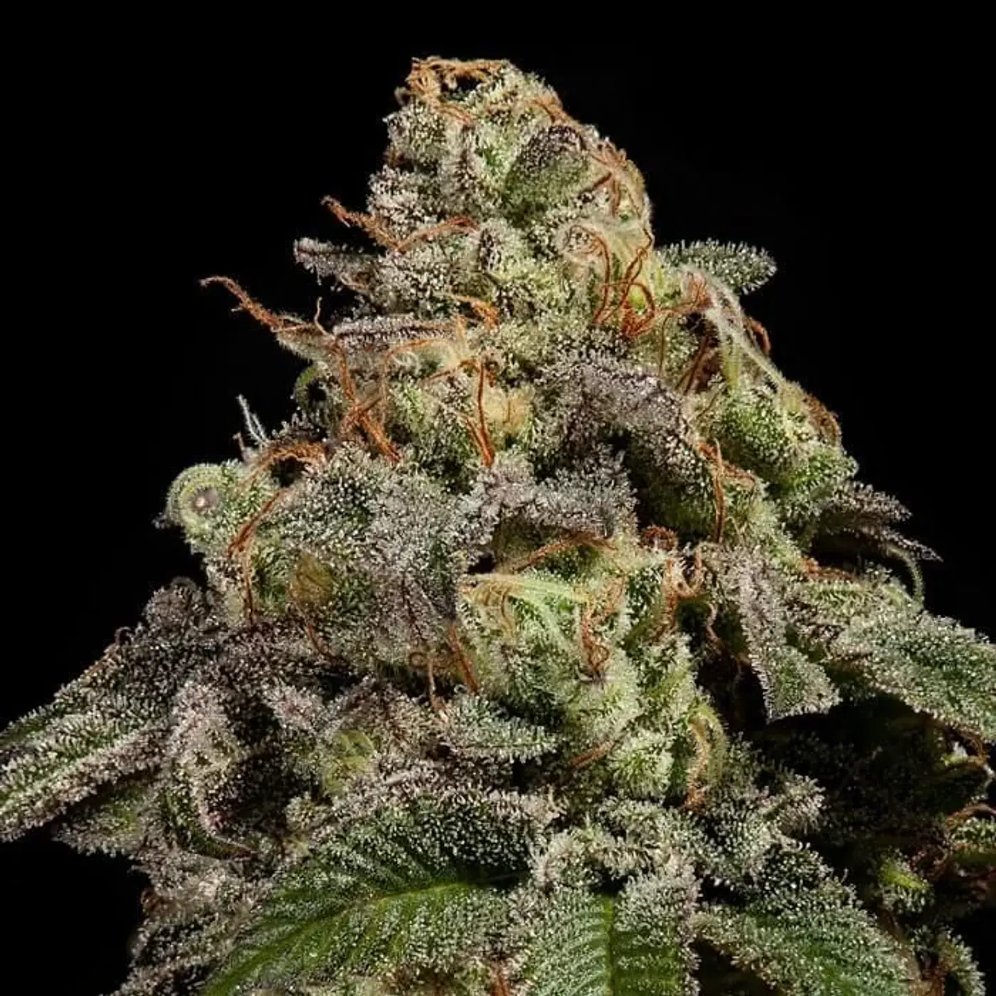 Old School Fem X3-Ripper Seeds 2