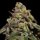 Old School Fem X3-Ripper Seeds - Miniatura 2