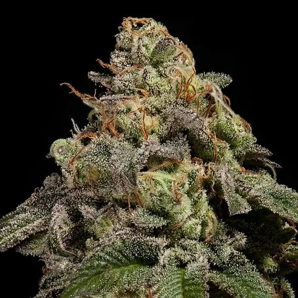 Old School Fem X3-Ripper Seeds 2