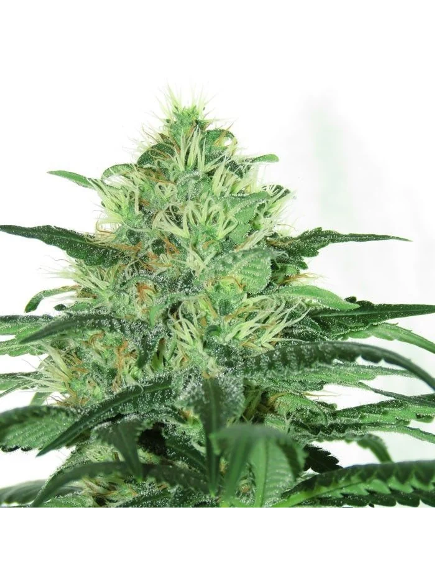 Sideral Fem X3-Ripper Seeds 2