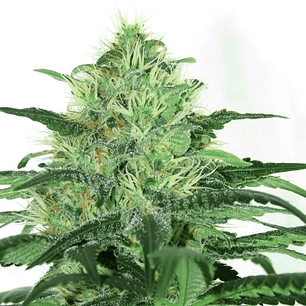 SIDERAL FEM X3-RIPPER SEEDS