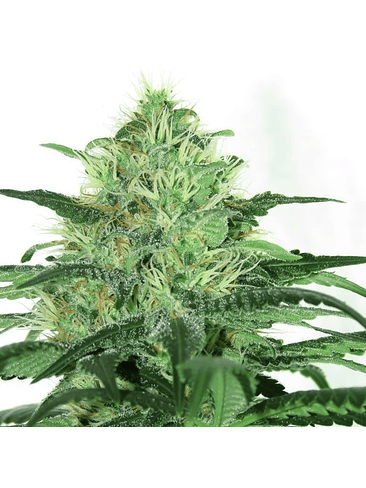 SIDERAL FEM X3-RIPPER SEEDS 2