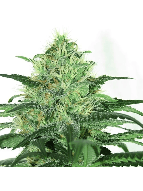 SIDERAL FEM X3-RIPPER SEEDS 2