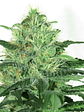 SIDERAL FEM X3-RIPPER SEEDS - Miniatura 2