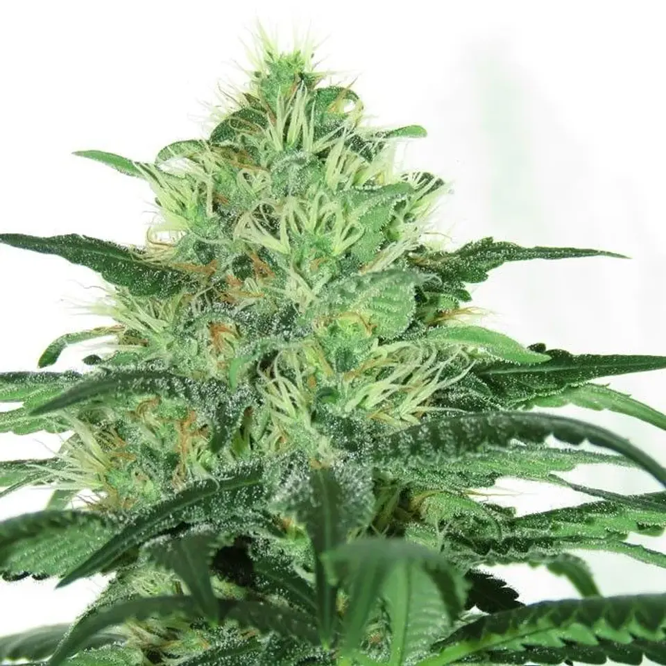 Sideral Fem X3-Ripper Seeds 2