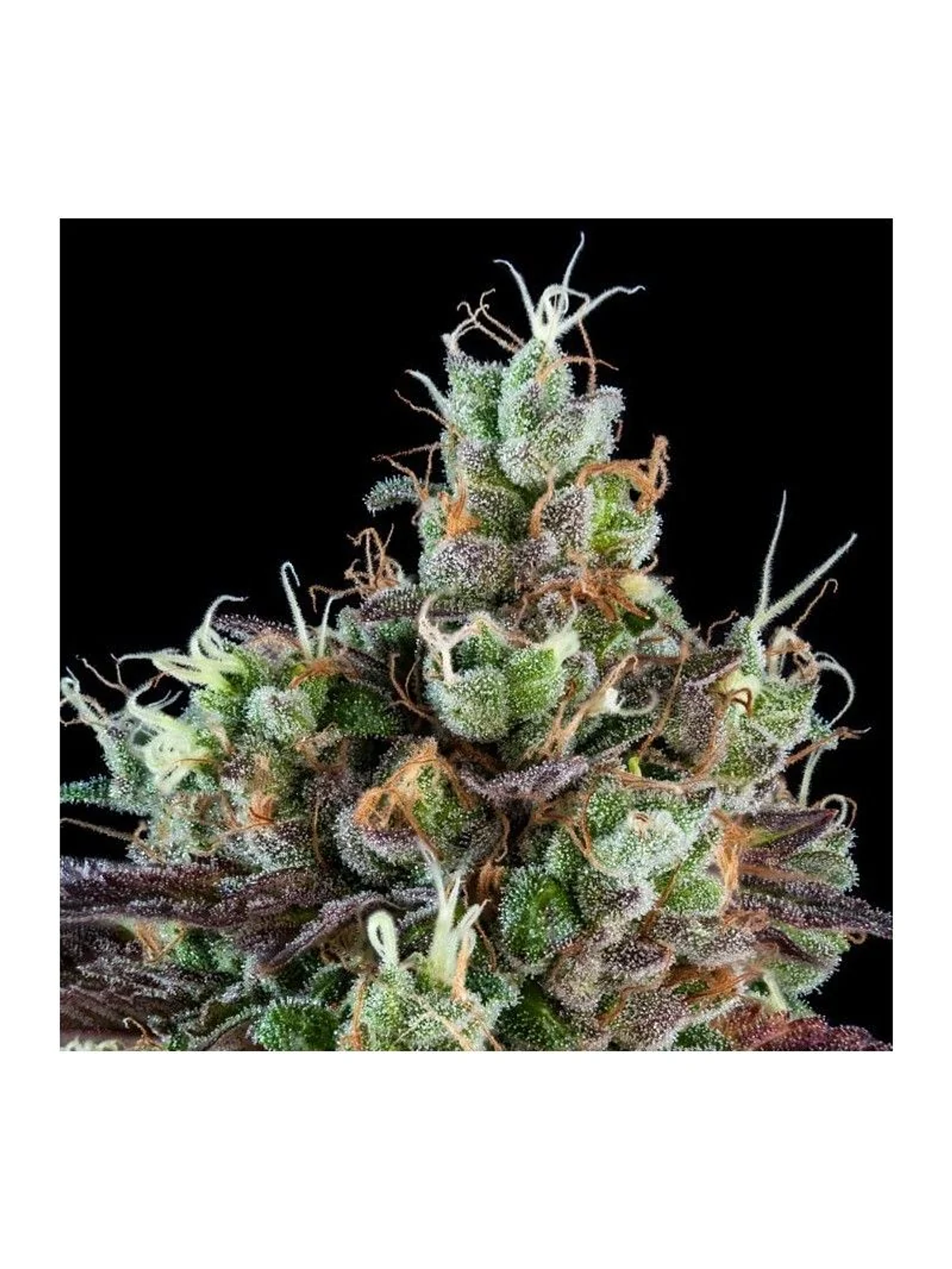 Sour Ripper Auto X3-Ripper Seeds 1