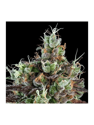 SOUR RIPPER AUTO X3-RIPPER SEEDS 1