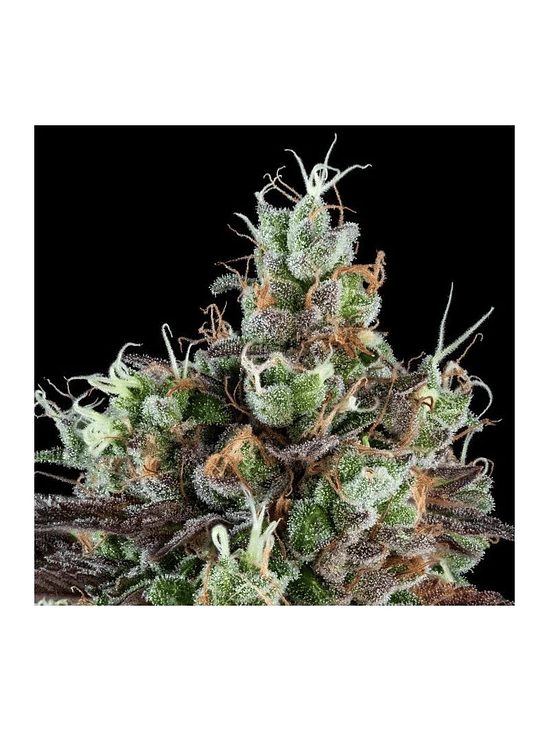 SOUR RIPPER AUTO X3-RIPPER SEEDS 1