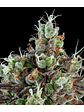 SOUR RIPPER AUTO X3-RIPPER SEEDS - Miniatura 1