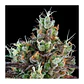 Sour Ripper Auto X3-Ripper Seeds - Miniatura 1