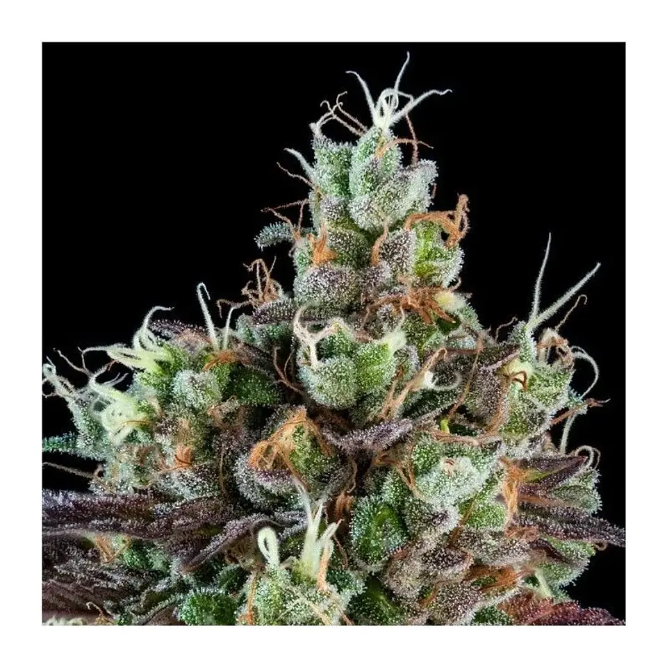 Sour Ripper Auto X3-Ripper Seeds 1