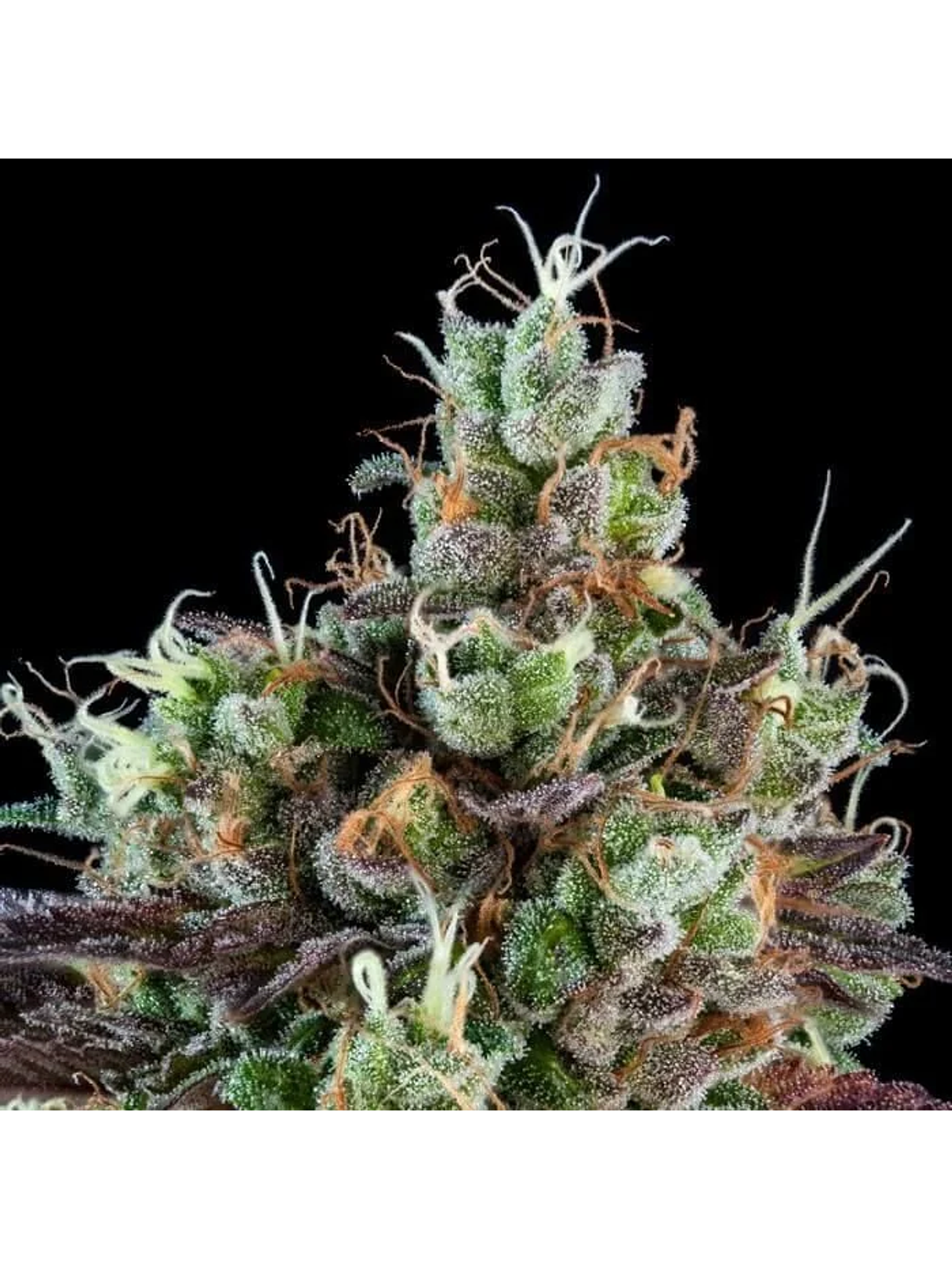 Sour Ripper  Fem X3-Ripper Seeds 2