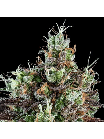 SOUR RIPPER  FEM X3-RIPPER SEEDS 2