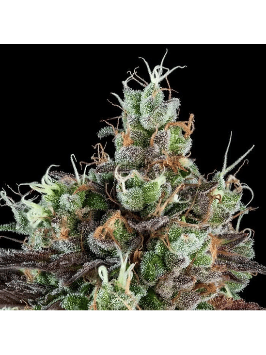 SOUR RIPPER  FEM X3-RIPPER SEEDS 2