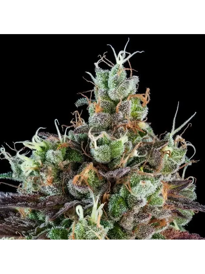 Sour Ripper  Fem X3-Ripper Seeds 2