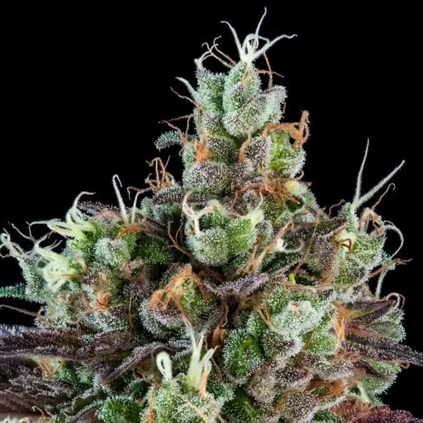 Sour Ripper  Fem X3-Ripper Seeds 2