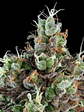 SOUR RIPPER  FEM X3-RIPPER SEEDS - Miniatura 2